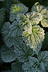 Gefrorene Brennessel