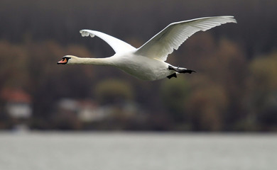 Mute Swan flying over the River Danube at Zemun in the Belgrade Serbia.