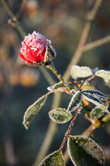 Raureif an einem Rosenzweig