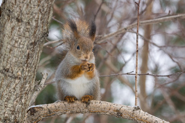 squirrel on a tree