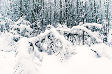 Winter forest