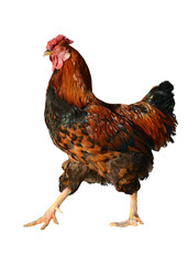 Red rooster isolated 