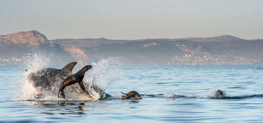 Fototapeta premium Great White Shark (Carcharodon carcharias) breaching in an attac
