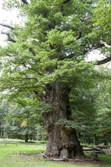 Ivenacker Eiche, Tausendjährige Eiche