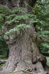 Ivenacker Eiche, Tausendjährige Eiche