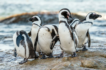 Fototapeta premium African penguins on the stone in evening twilight. African penguin ( Spheniscus demersus) also known as the jackass penguin and black-footed penguin. Boulders colony. South Africa