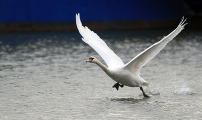 Mute Swan is taking off from water. Swan running on water at River Danube in Zemun, Belgrade,Serbia.