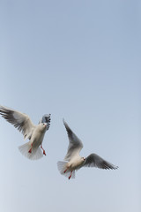 A black-headed gulll is flying in the sky