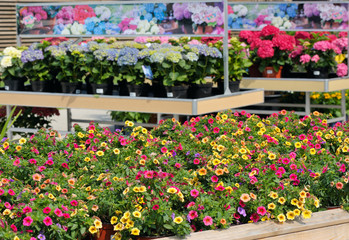 Flowers in pots for sale at a flower shop