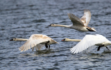 Three swans running on water for take off.Swans is taking off from water. Swans running on River Danube in Zemun,Belgrade Serbia.