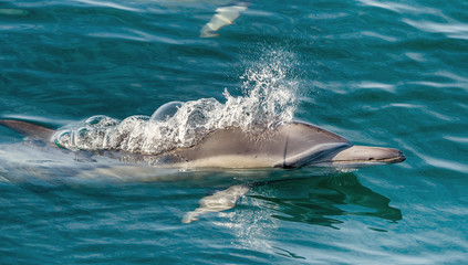 Dolphin, swimming in the ocean 