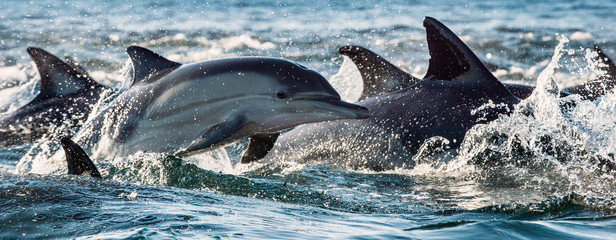 Dolfijnen, zwemmen in de oceaan