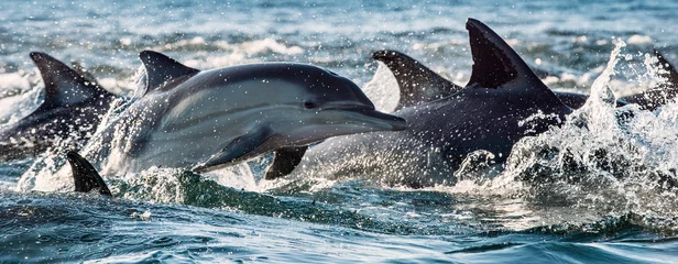 Foto op Plexiglas Dolfijn Dolfijnen, zwemmen in de oceaan