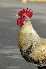 Red junglefawl, male, chicken, French Polynesia 