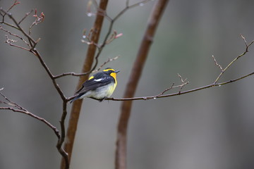 キビタキ,スズメ目,ヒタキ科,ヒタキ亜科