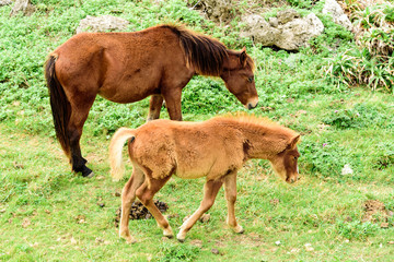 Fototapeta premium 与那国馬