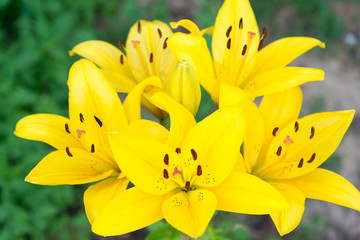 Lots of yellow lilies in flowerbed