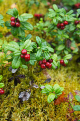 Bush of cranberry or foxberry red berry in forest