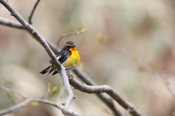 Fototapeta premium キビタキ,スズメ目,ヒタキ科,ヒタキ亜科