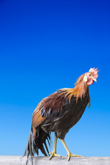青空バックに歩く鶏