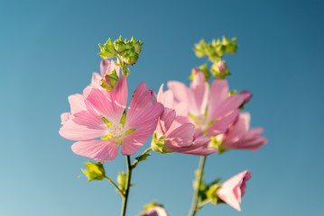 Meadow pink Mallow against a blue sky