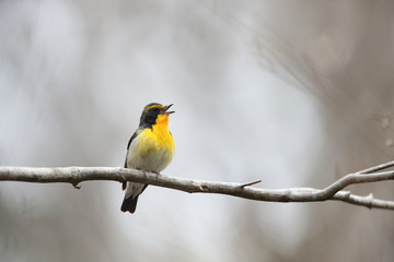 Naklejka premium キビタキ,スズメ目,ヒタキ科,ヒタキ亜科