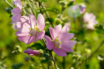 Purple pink meadow mallow flowers (Malva)