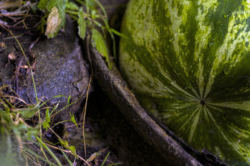 Watermelon