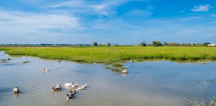Canards mulard qui désherbent des rizières bio en Camargue.
