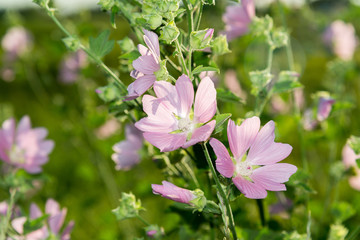 Meadow Mauve pink sways in breeze