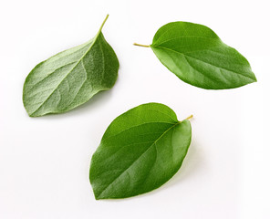 quince leafs