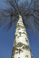Fototapeta premium Birke