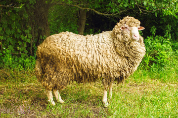 one sheep on green grass in forest