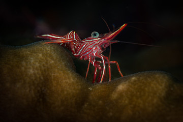 Durban hinge-back shrimp (Rhynchocinetes durbanensis) in the Andaman Sea, Thailand
