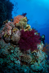 Fototapeta na wymiar Woman diver photographs the reef at Farsha Umm Kararim, St John's, Red Sea, Eygpt