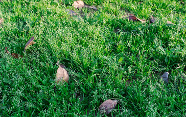 Autumn leaves on green grass field, view from above