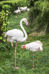 Two pink flamingo standing on one leg