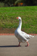 Portrait of wild goose