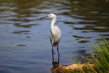 White Little egret (Egretta garzetta)