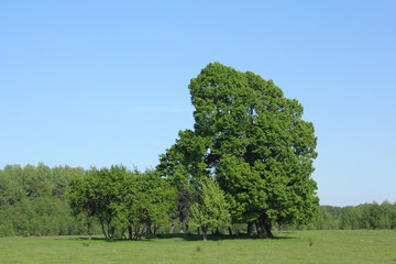 Meadow with Trees. Colorful Green Fields and Blue Sky.