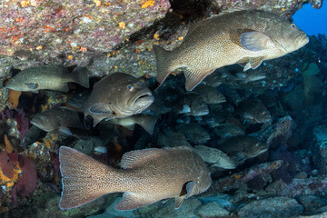 grouper sweetlips school of fish underwater