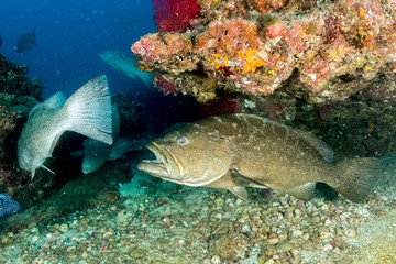 grouper sweetlips school of fish underwater