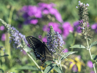 Eastern tiger swallowtail, Papilio glaucus