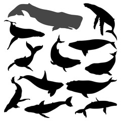 Obraz premium Various Whale Movement Silhouette Collection