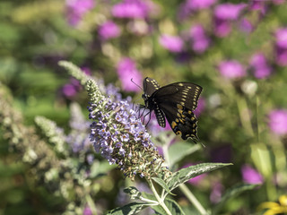 Eastern tiger swallowtail, Papilio glaucus