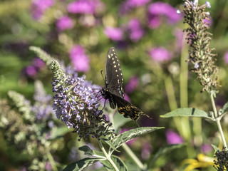Eastern tiger swallowtail, Papilio glaucus