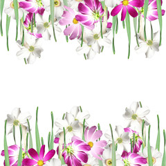 Beautiful floral background of white daffodils and pink cosmo 