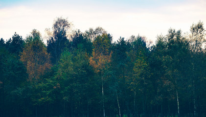 Autumn birch tree in forest. Exel. Gelderland. The Netherlands.