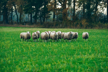 Obraz premium Herd of sheep walking in field. Exel. Gelderland. The Netherland