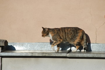 kot © Olga
